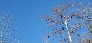 [Black Buzzards, 10:10:01, 30.8384310, -83.3743400]