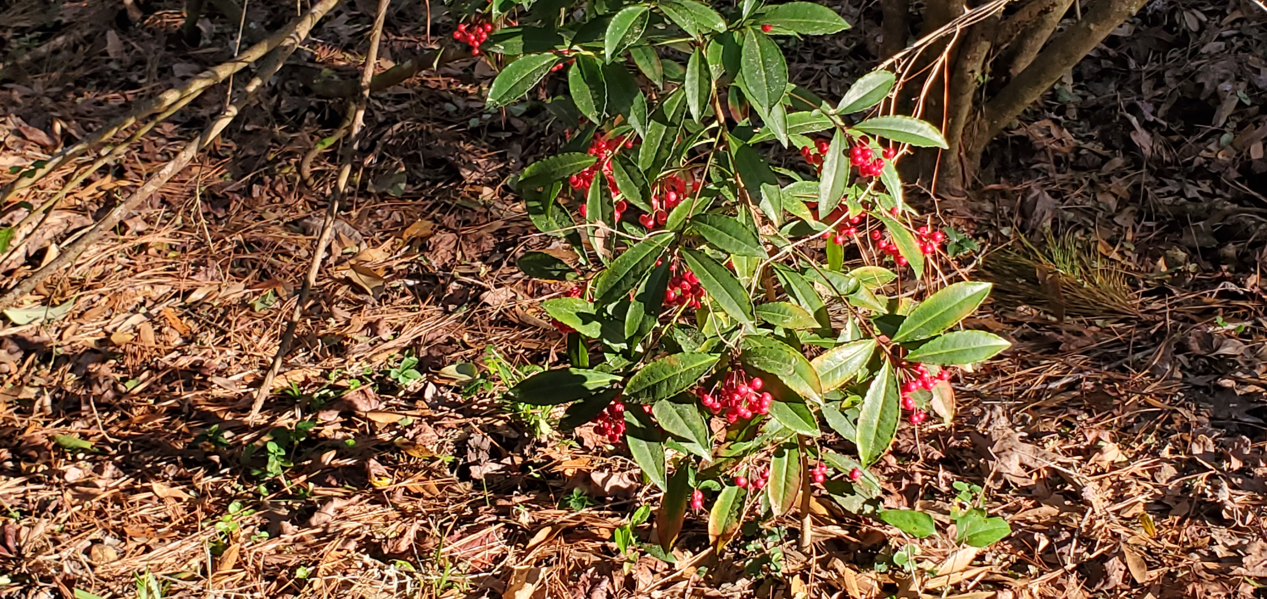 More red berries, 08:34:42, 30.8513170, -83.3451348
