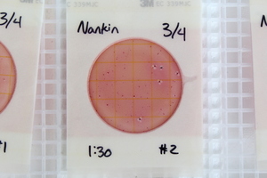 [Nankin #2]