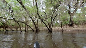 [Leaning trees, 10:34:59, 30.8413710, -83.3533046]