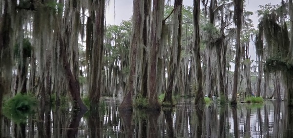 Cypress, Spanish moss