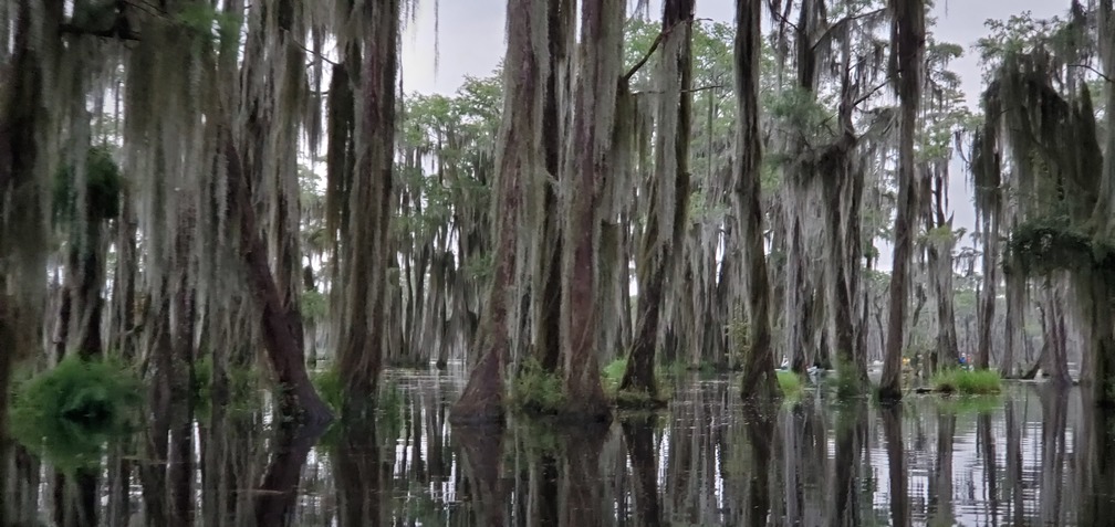 Cypress, Spanish moss