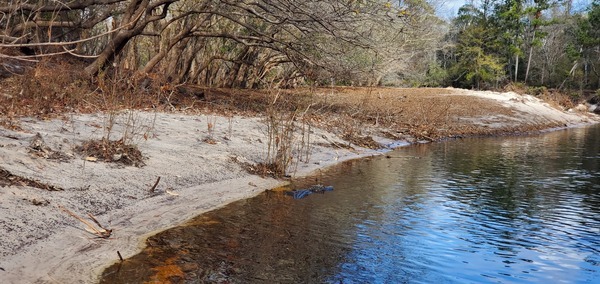 [Little Gator, 11:38:53, 30.5529031, -82.7209510]