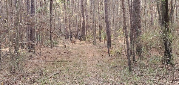 [Honeybun the trail dog, 09:22:19, 30.8498218, -83.3462270]