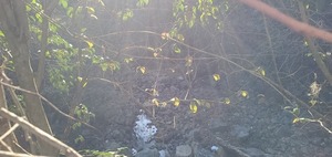 [Downstream, VSU, 16:28:50, 30.8667047, -83.2865939]