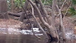 [Creek entering the Suwannee]