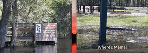[Hart Springs with gator]