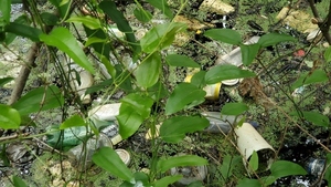 [Styrofoam, plastic, cans, 10:35:21, 30.8546510, -83.2659120]