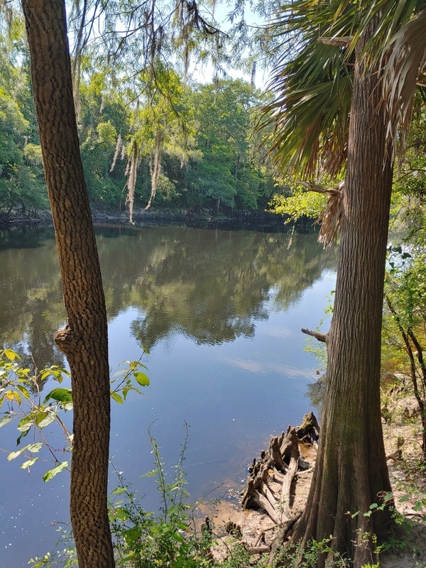 [Cleary Bluff, Withlacoochee River @ NE Withla Bluffs Way 2022-05-19]