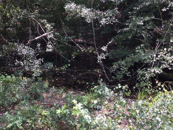 Brush along SW side, 2022:07:26 15:09:39, 30.7919111, -83.5438528