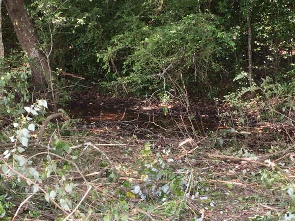 Likely overflow, 2/3 down SW side of Quitman setting pond, 2022:07:26 15:18:56, 30.7910722, -83.5424500