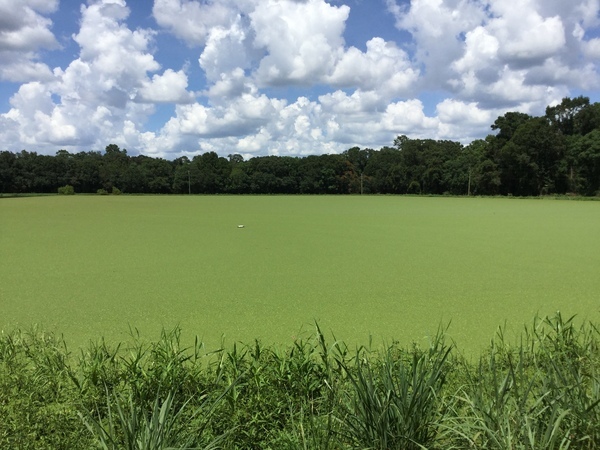 large Quitman sewage settling pond from SW side near S corner, 2022:07:26 15:19:38, 30.7906389, -83.5417417
