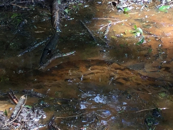 Closeup sewage overflow, S corner, 2022:07:26 15:21:09, 30.7902222, -83.5410167