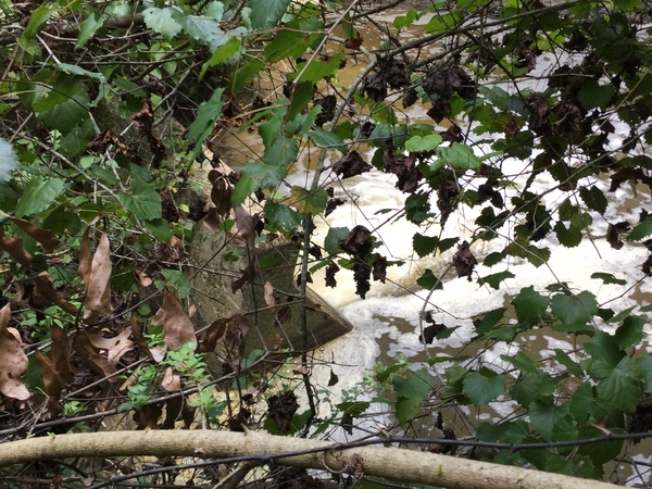 Overflow below SE side, 2022:07:26 15:28:41, 30.7901472, -83.5399028