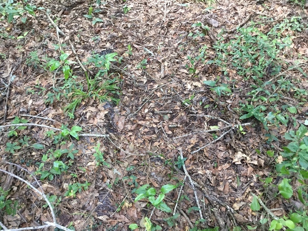 More tracks in mud, 2022:07:26 15:32:28, 30.7903556, -83.5401917
