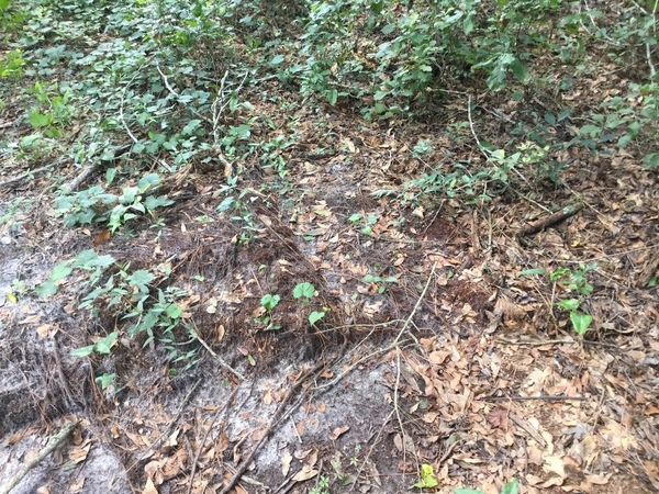 Looks like overflow was here, 2022:07:26 15:32:33, 30.7903833, -83.5401917