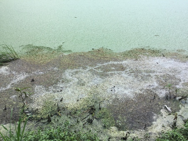 Closer, large Quitman sewage settling pond, NE side near E corner, 2022:07:26 15:34:36, 30.7921222, -83.5399028