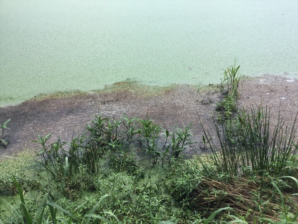 Weeds, large Quitman sewage settling pond, NE side, 2022:07:26 15:34:45, 30.7922000, -83.5400611