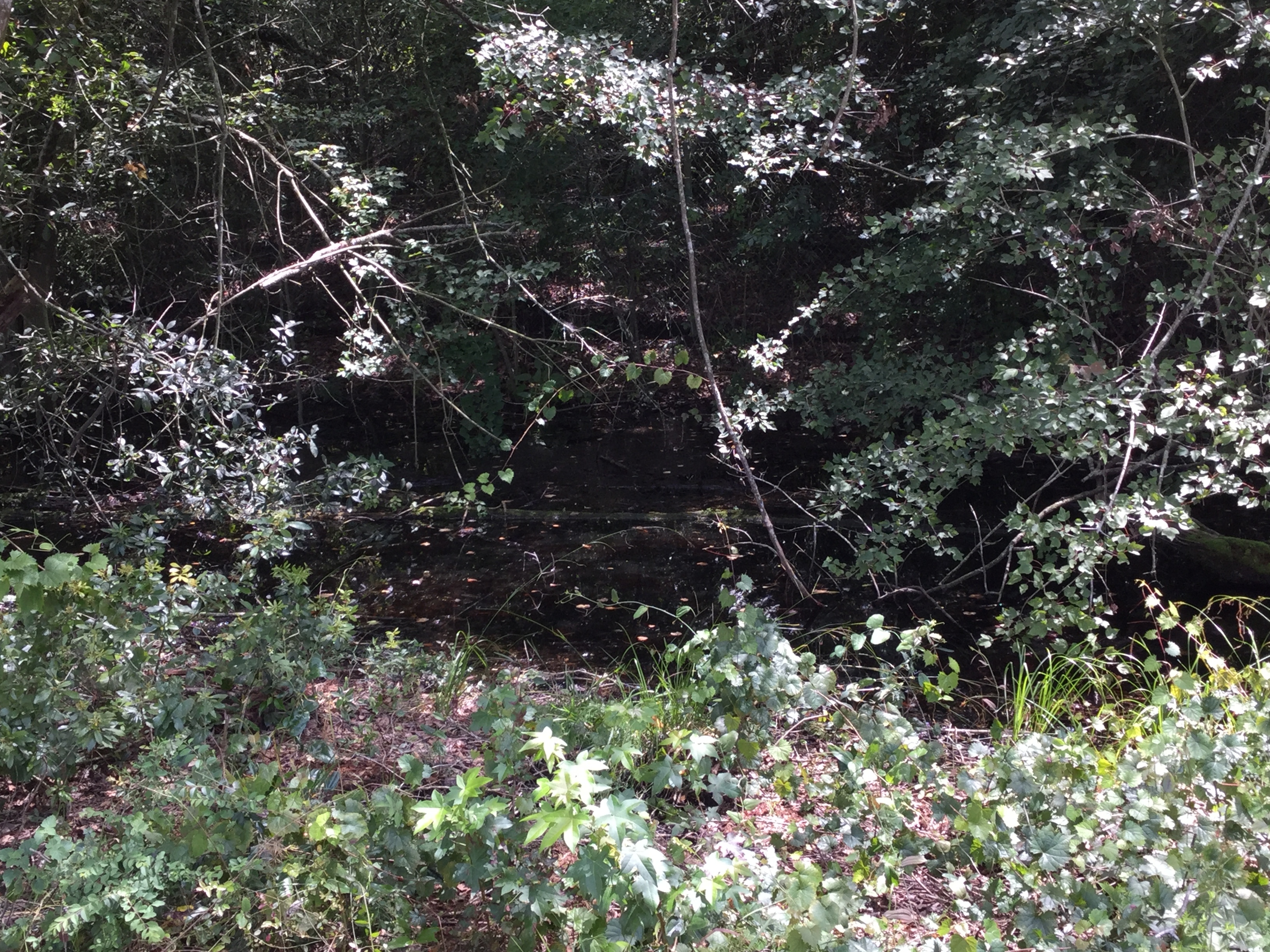 Brush along SW side, 2022:07:26 15:09:39, 30.7919111, -83.5438528