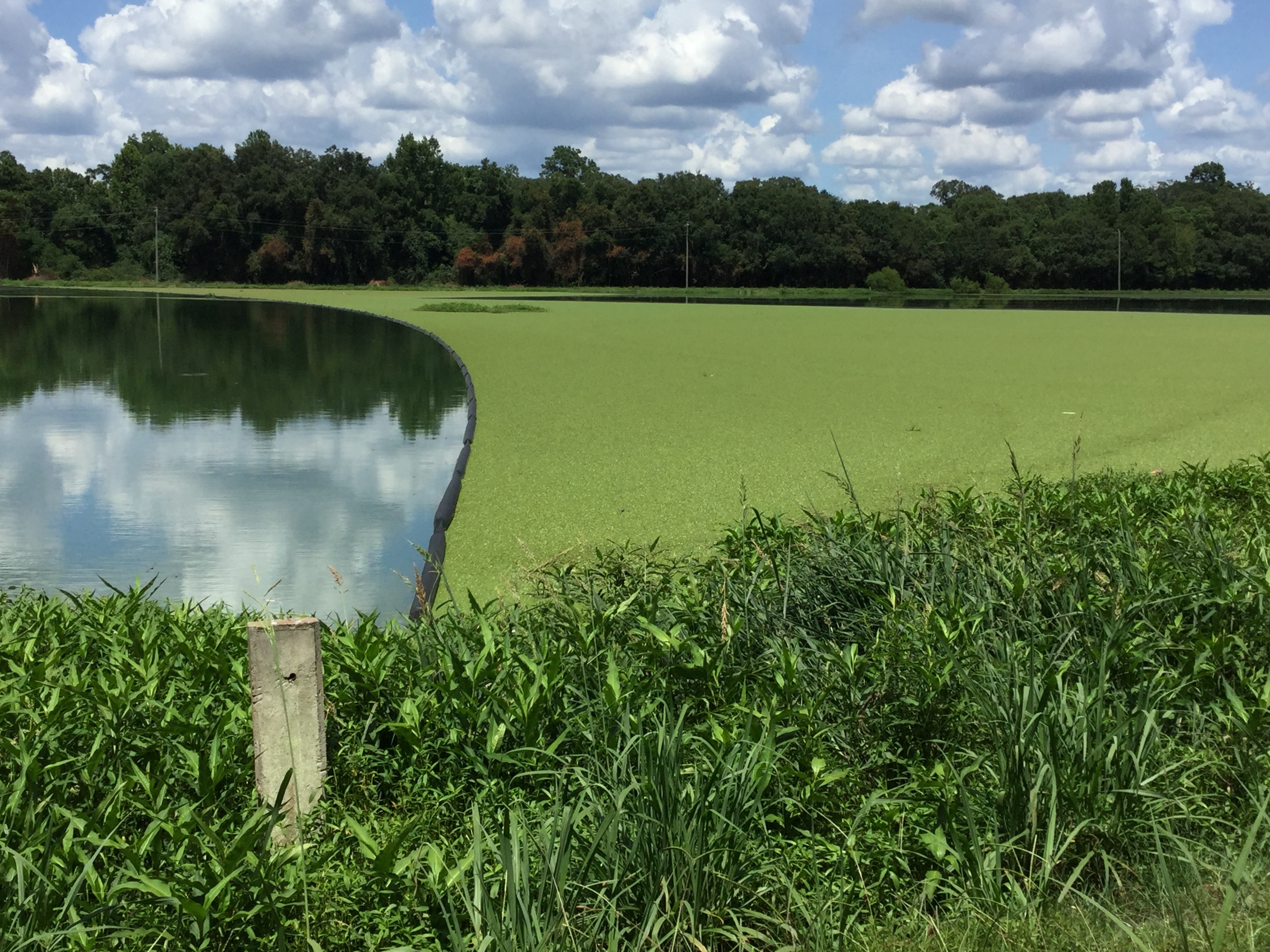 Boom in large Quitman sewage settling pond, 2022:07:26 15:10:05, 30.7916028, -83.5432750