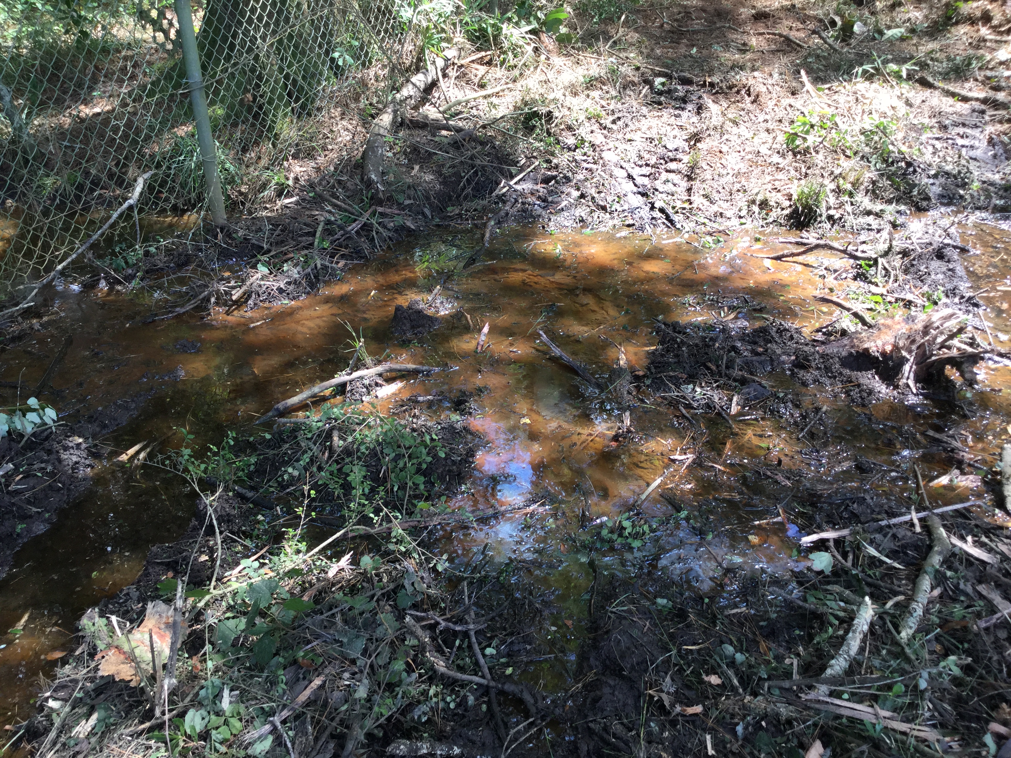 Sewage overflow beyond fence, S corner, 2022:07:26 15:20:48, 30.7902444, -83.5410083