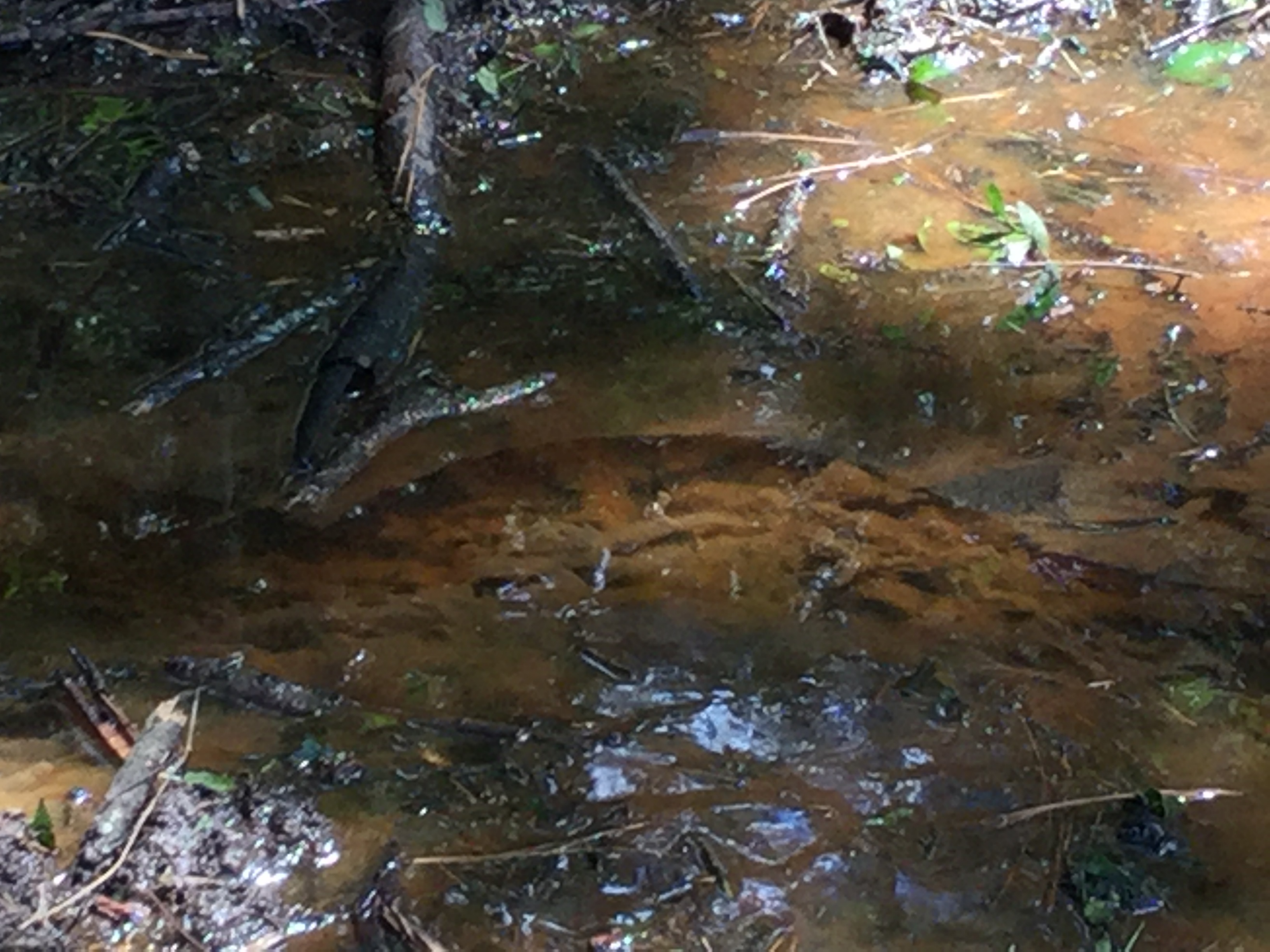 Closeup sewage overflow, S corner, 2022:07:26 15:21:09, 30.7902222, -83.5410167