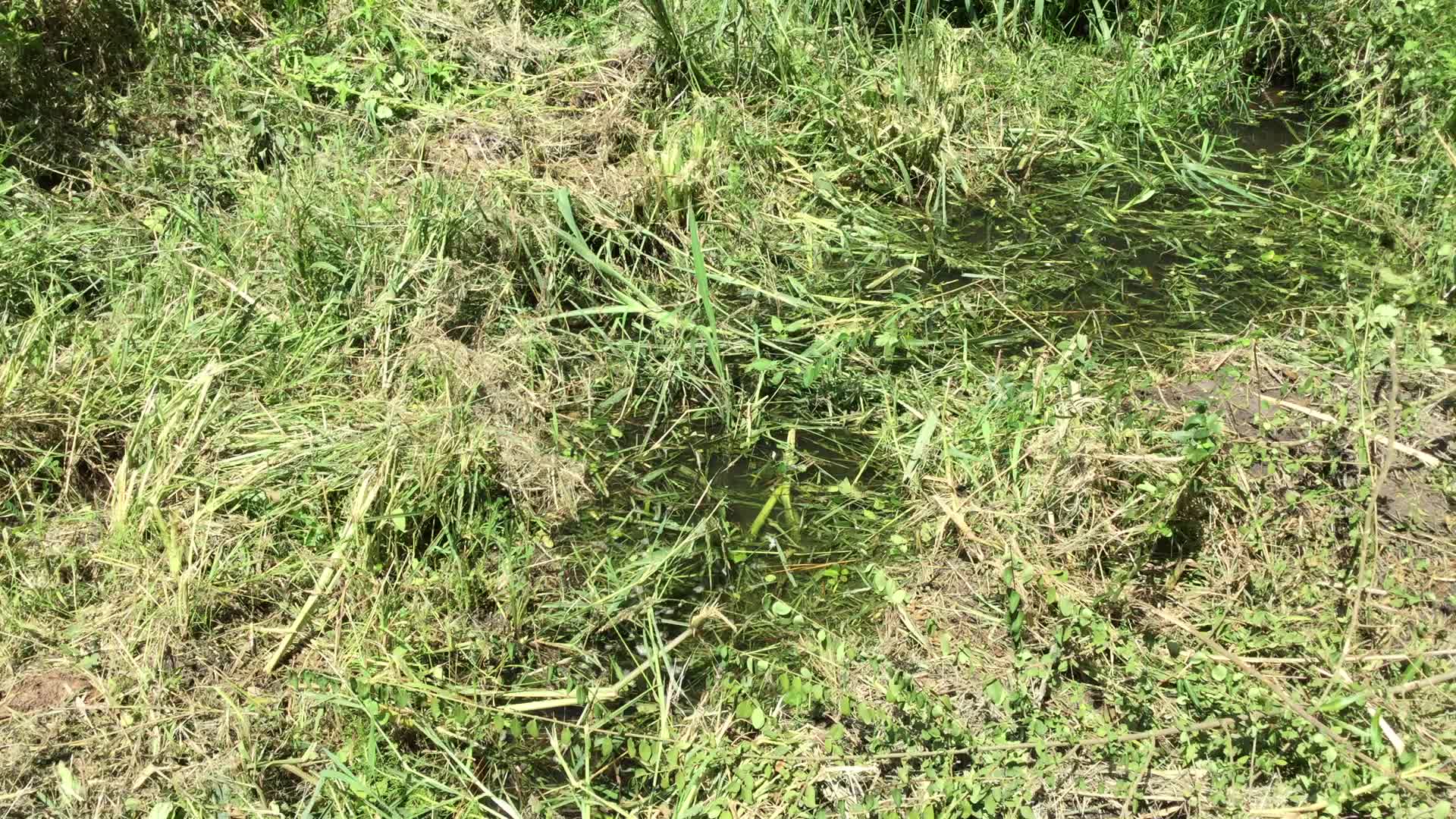 Movie: Sewage through weeds, leaks from pipes, open electrical box, 30.7906861, -83.5405889 (150M)