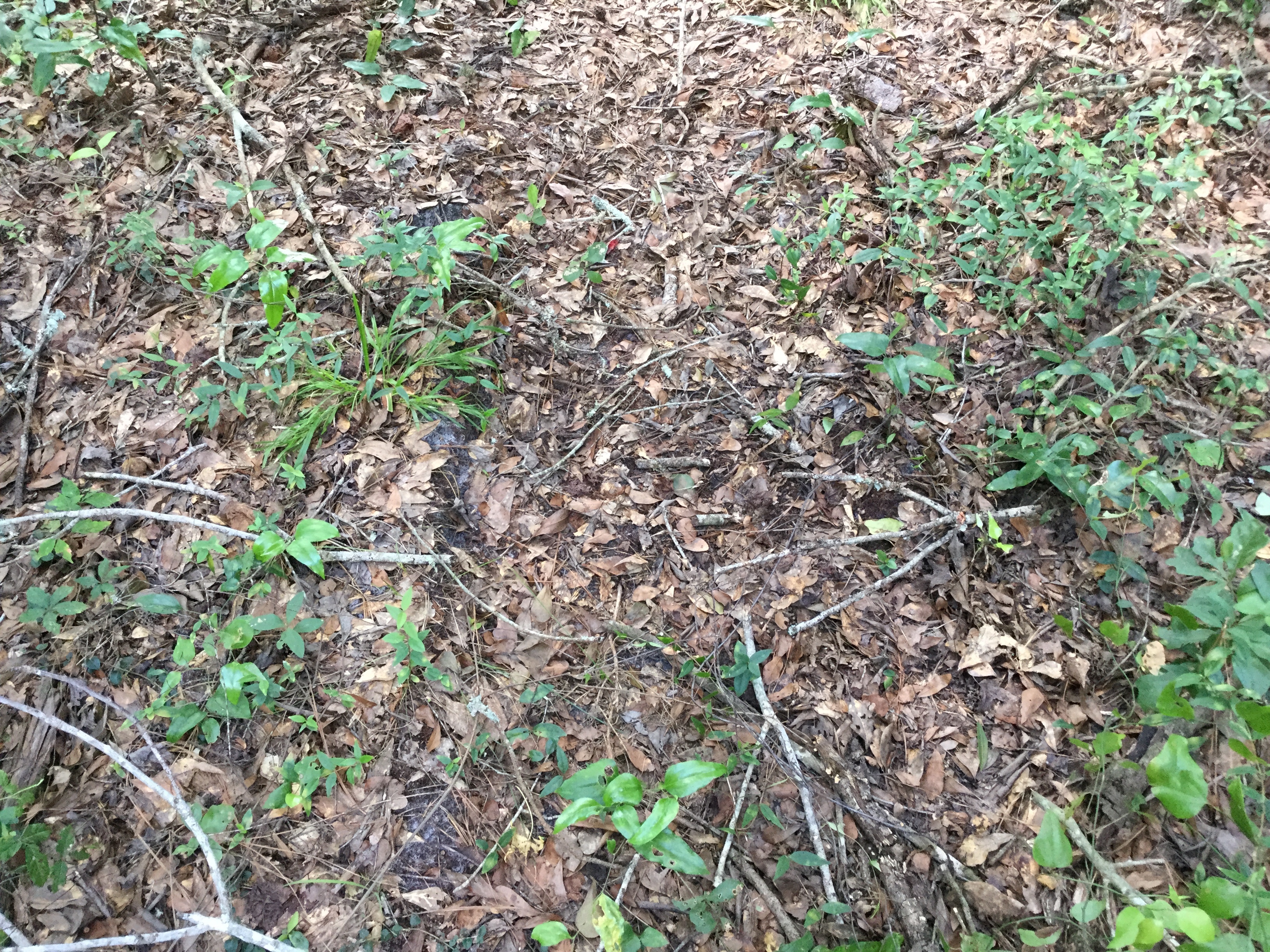 More tracks in mud, 2022:07:26 15:32:28, 30.7903556, -83.5401917
