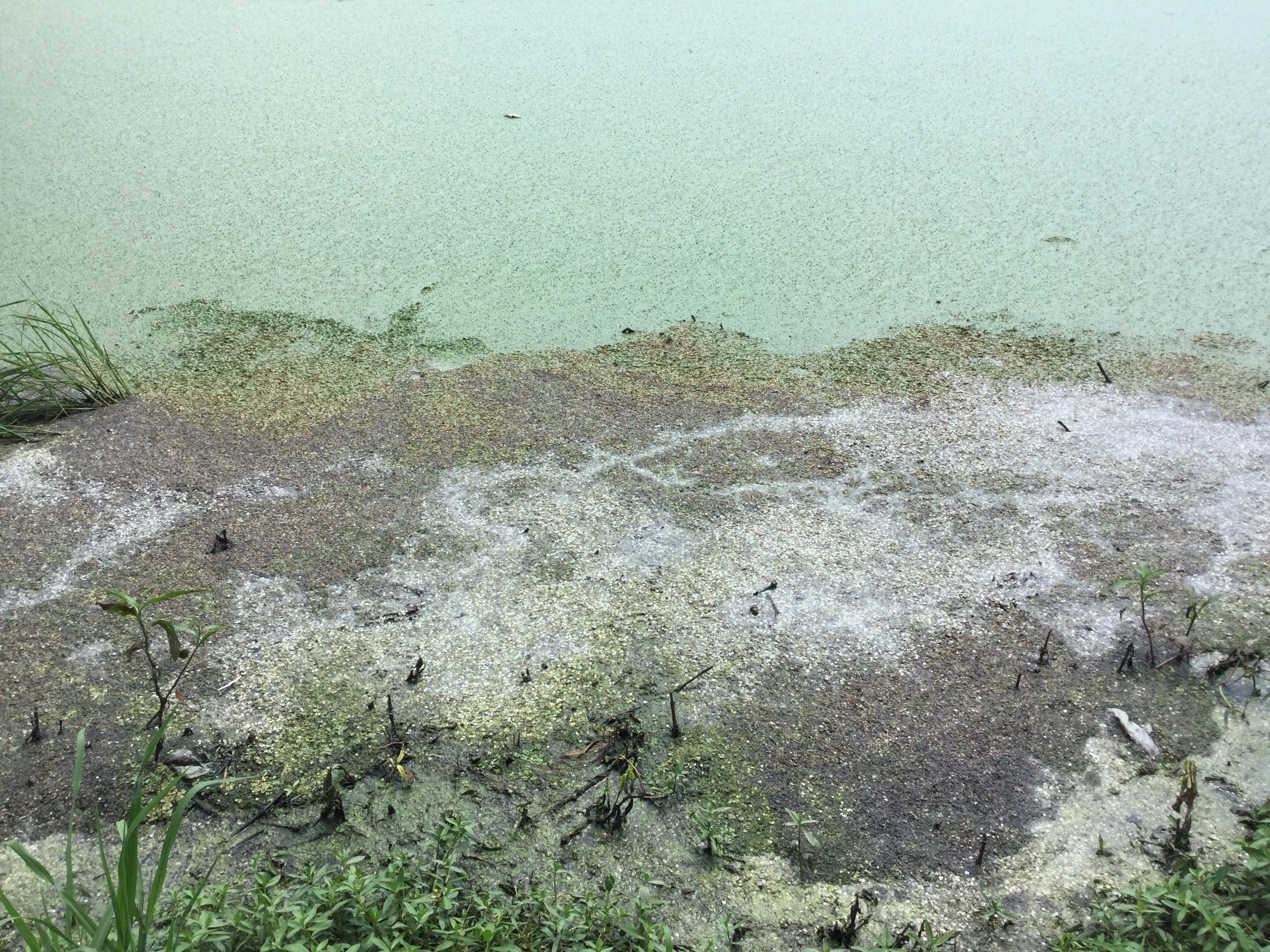 Closer, large Quitman sewage settling pond, NE side near E corner, 2022:07:26 15:34:36, 30.7921222, -83.5399028