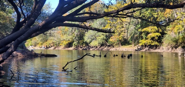 [Old Horn Bridge pilings, 12:21:45, 30.6345775, -83.3094879]