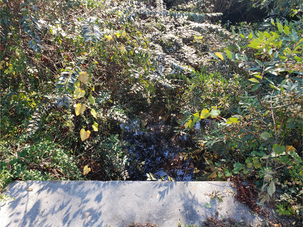 [Beatty Branch @ Bemiss Road 2022-11-03]