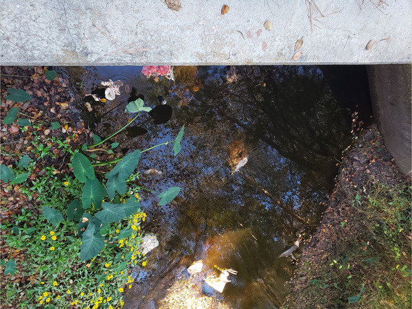 [Beaverdam Creek @ Park Street 2022-11-03]