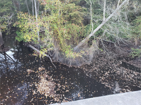 [Cat Creek @ Cat Creek Road 2022-11-03]