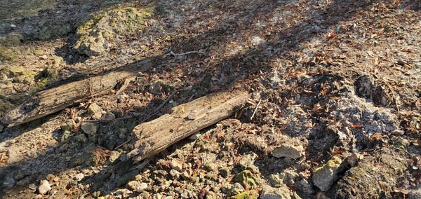 Timbers seen from downstream, 11:05:42, 30.8519297, -83.3472014