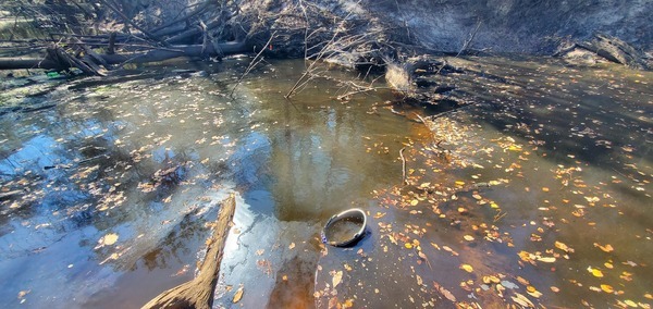 [Bucket above Langdale Park Boat Ramp, Withlacoochee River, 12:29:02, 30.8876, -83.32415]