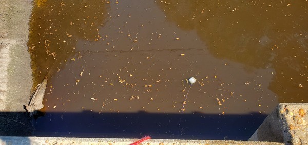 [Bucket in Withlacoochee River @ US 41, 12:44:00, 30.8927, -83.3188]