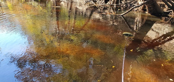 [Bucket in Withlacoochee River @ Staten Road, 13:05:58, 30.928052, -83.293409]