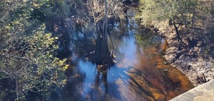 [Closeup, Withlacoochee River @ Skipper Bridge, 13:35:58, 30.948960, -83.271931]