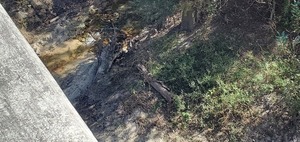 [Closer Ziegler Creek? 13:36:10, 30.948845, -83.271743]