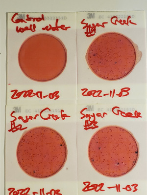 [333 cfu/100 mL, Plates, Sugar Creek @ Salty Corner Landing]
