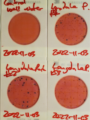 [966 cfu/100 mL, Plates, Langdale Park Boat Ramp, Withlacoochee River]