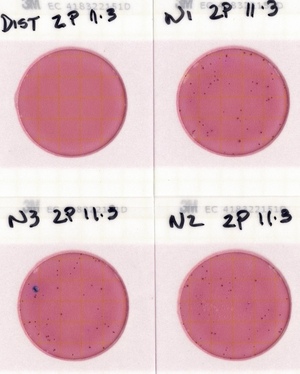 [Plates, Nankin Boat Ramp 2022-11-03]