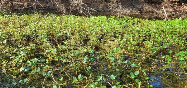 Hydrocotyle ranunculoides, 14:42:09, 30.6894808, -83.4219929