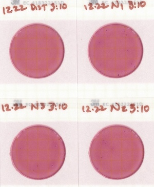 [Plates, Nankin Boat Ramp 2022-12-22]
