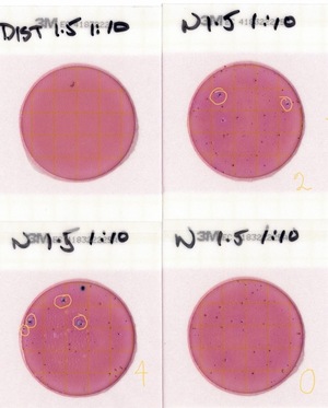 [Plates, Nankin Boat Ramp 2023-01-05]
