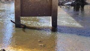 [Movie: Nankin Boat Ramp, Level and Flow, Withlacoochee River @ Clyattville-Nankin Road 2023-01-05]