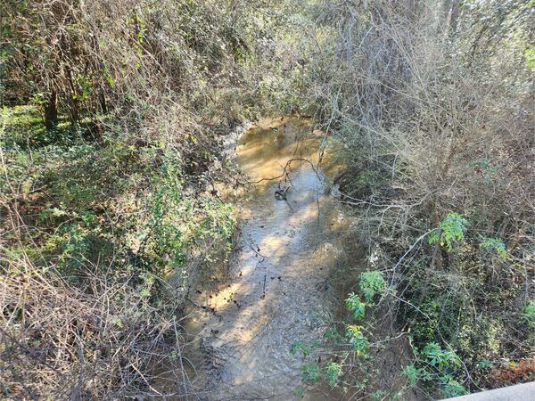 [Beatty Branch @ Cat Creek Road, Beatty Branch @ Cat Creek Road 2023-01-26]