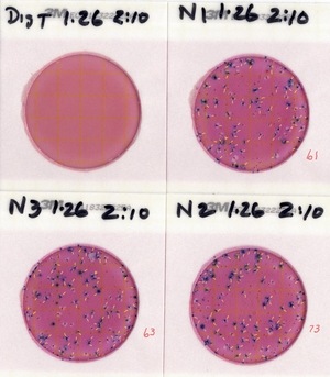 [Plates, Nankin Boat Ramp 2023-01-26]