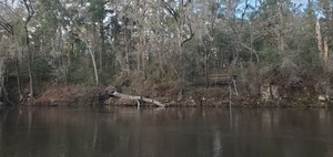 [Across from Ellaville Landing, Withlacoochee River, 2023-02-02]