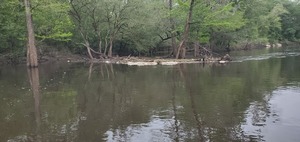 [A small floating trash jam, 11:02:35, 30.6947722, -83.4422692]